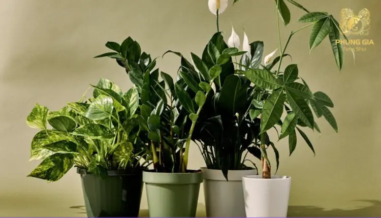 Những loại cây cảnh thu hút tài lộc