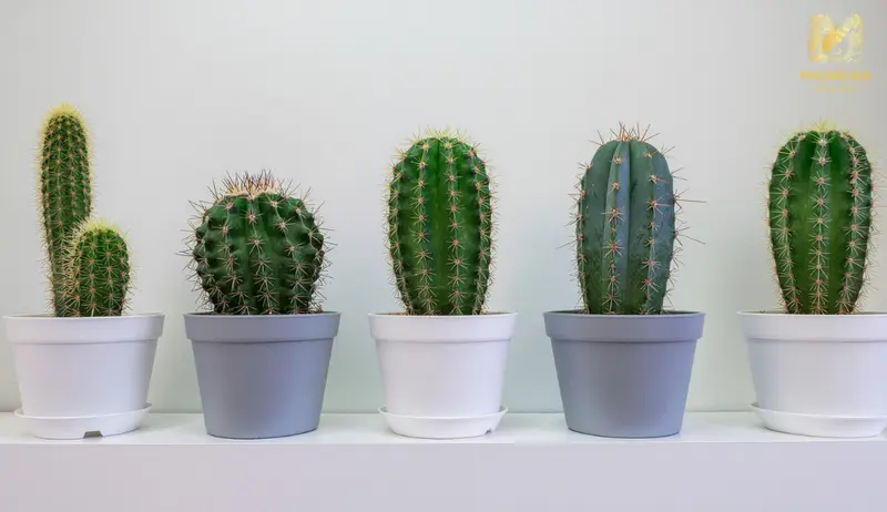 Sử dụng xương rồng cần đúng vị trí và mục đích, tránh lạm dụng để không gây xung khí và ảnh hưởng đến không gian sống