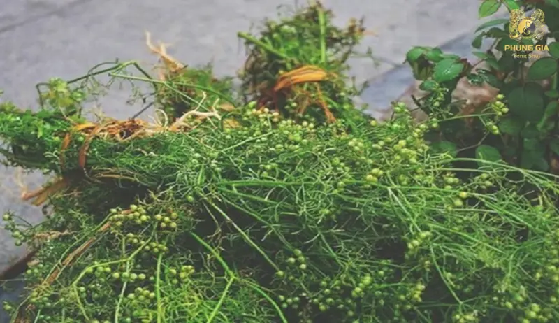  Tắm lá mùi chiều 30