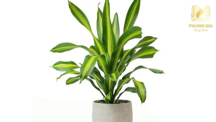 Cây Phát Tài là một trong những cây phong thủy phù hợp mệnh Mộc