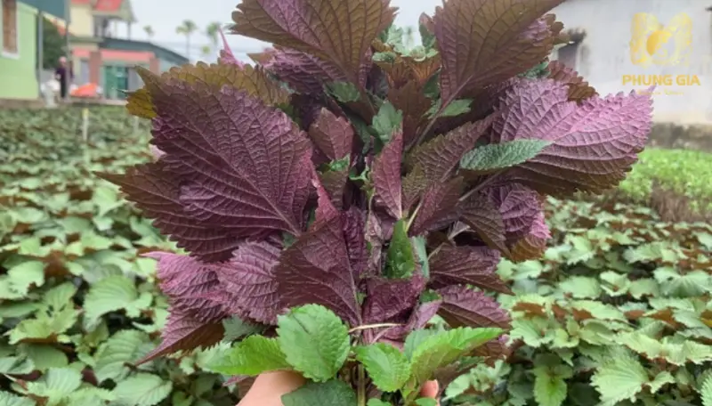 Thảo mộc tía tô và bạc hà với hương thơm tự nhiên tượng trưng cho sự thanh lọc và năng lượng tươi mới