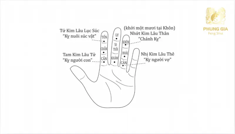  Tổng hợp các loại hạn Kim Lâu