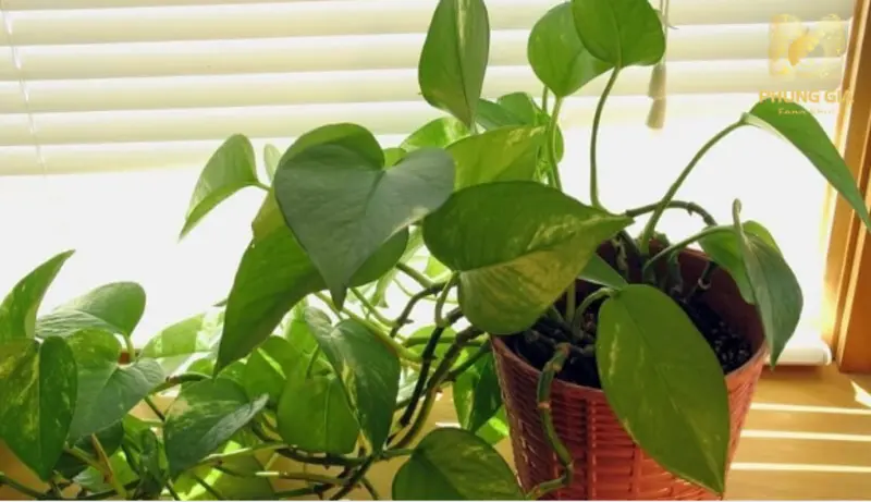 Trầu bà xanh mướt đại diện cho sinh khí dồi dào, giúp không gian duy trì cảm giác nhẹ nhàng và cân bằng năng lượng