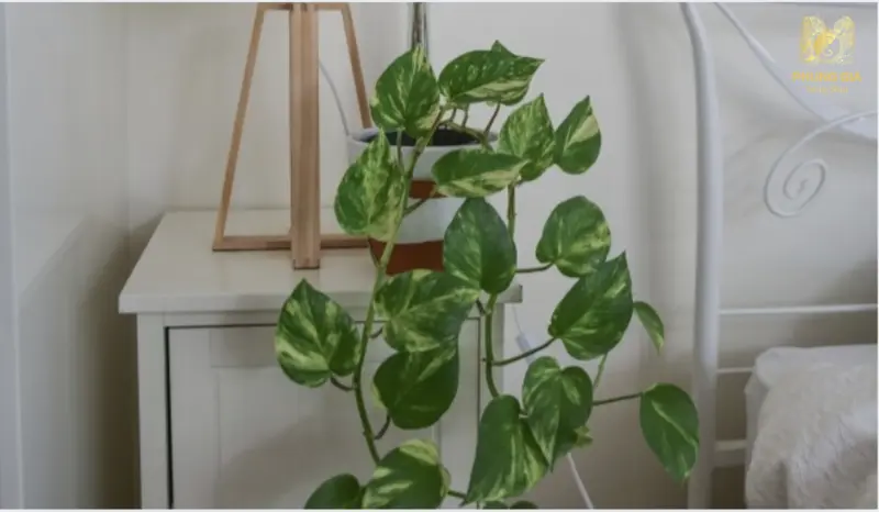  Trầu bà mang ý nghĩa sinh khí dồi dào