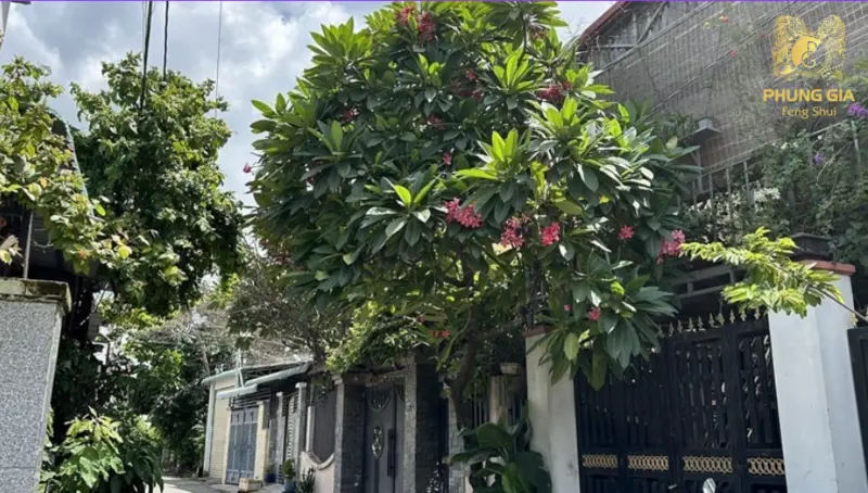 Gia chủ có thể trồng cây trước nhà để hỗ trợ chắn gió