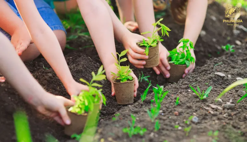  Trồng cây xanh quanh nhà