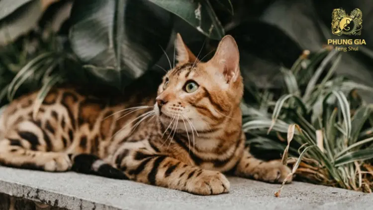 Tuổi Mão khép lại giai đoạn biến động, vận khí dần hồi phục