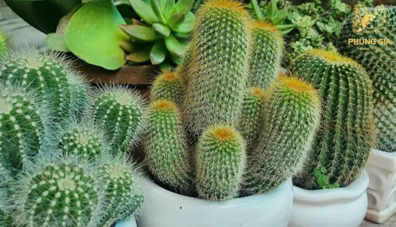 Xương rồng với hình dáng gai nhọn tượng trưng cho khả năng trấn sát, hỗ trợ ngăn chặn năng lượng xấu từ bên ngoài