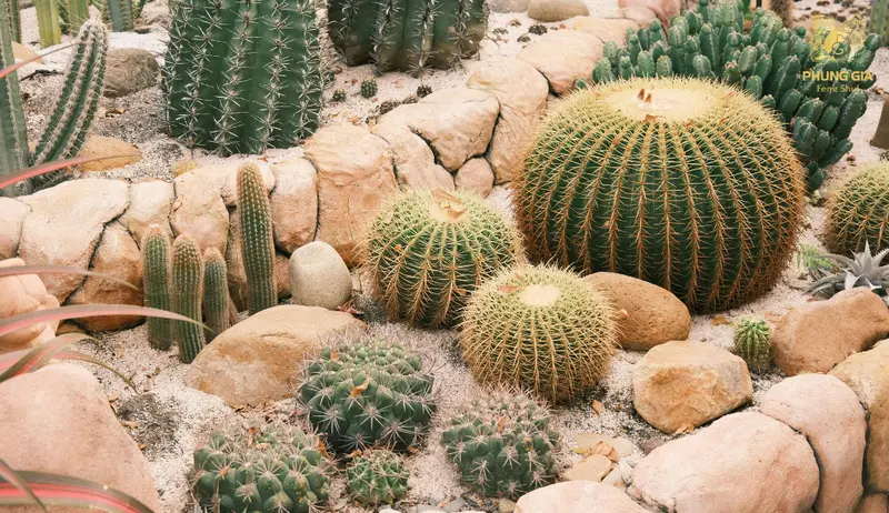 Xương rồng không có khả năng trừ tà theo khoa học, chủ yếu mang giá trị trang trí và tạo cảm giác không gian gọn gàng, khô thoáng