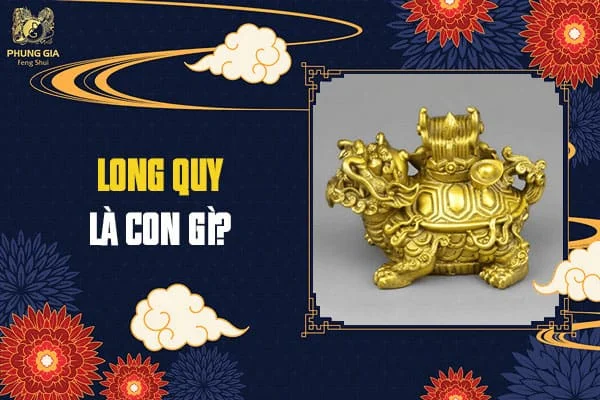 Long Quy Là Con Gì?
