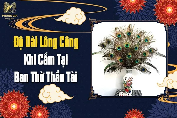 Độ Dài Lông Công Khi Cắm Tại Ban Thờ Thần Tài