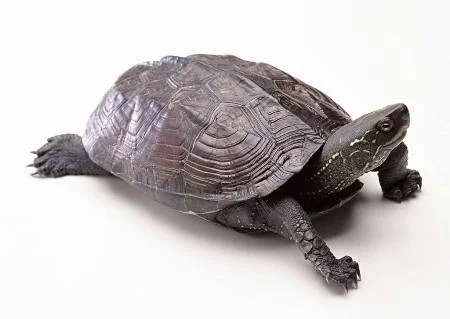 Rùa Phong Thủy là gì? Ý Nghĩa Của Rùa Trong Phong Thủy?