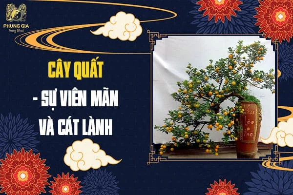 Cây Quất - Sự Viên Mãn Và Cát Lành