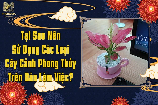 Tại Sao Nên Sử Dụng Các Loại Cây Cảnh Phong Thủy Trên Bàn Làm Việc