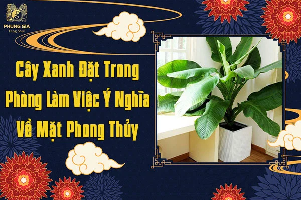 Cây Xanh Đặt Trong Phòng Làm Việc Ý Nghĩa Về Mặt Phong Thủy
