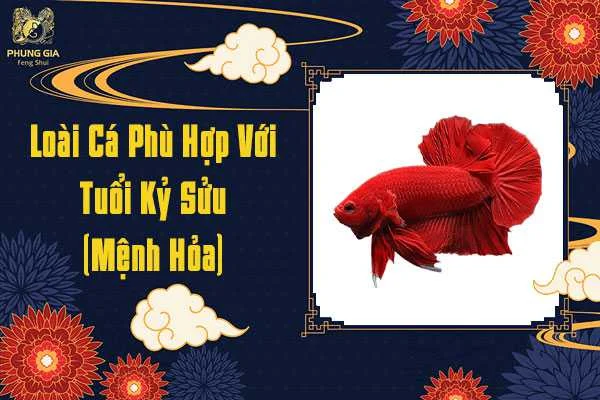 Loài Cá Phù Hợp Với Người Tuổi Kỷ Sửu