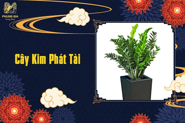 Cây Kim Phát Tài