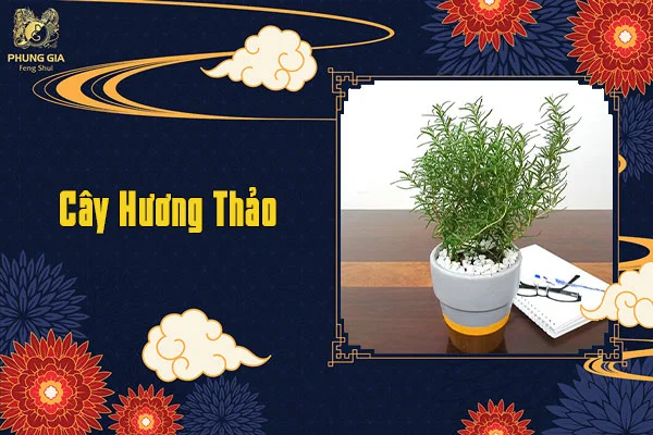 Cây Hương Thảo