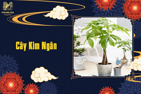 Cây Kim Ngân