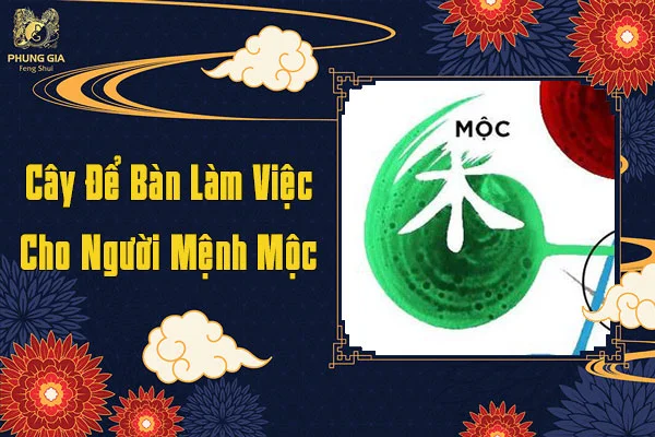 Cây Để Bàn Làm Việc Cho Người Mệnh Mộc