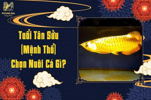 Tuổi Tân Sửu Chọn Nuôi Cá Gì