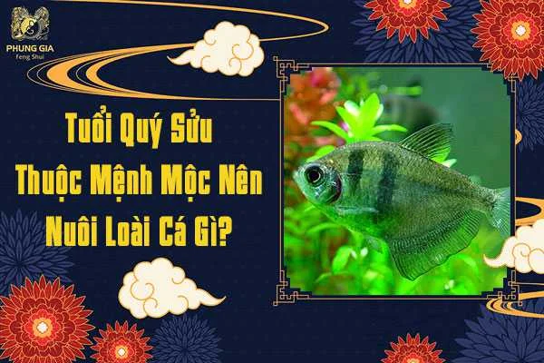 Tuổi Quý Sửu Nên Nuôi Cá Gì