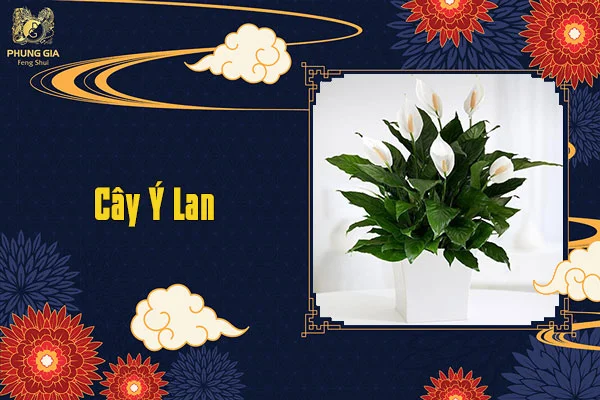 Cây Ý Lan