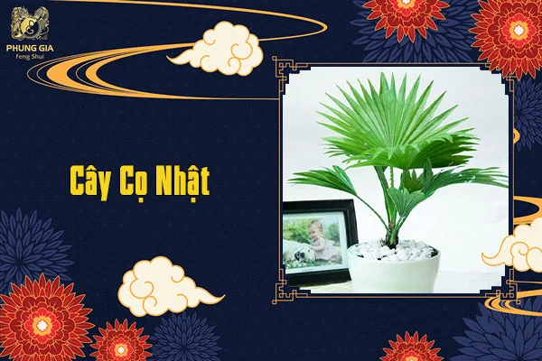 Cây Cọ Nhật