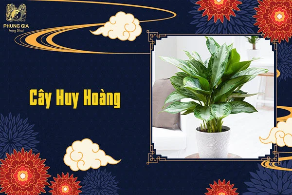 Cây Huy Hoàng
