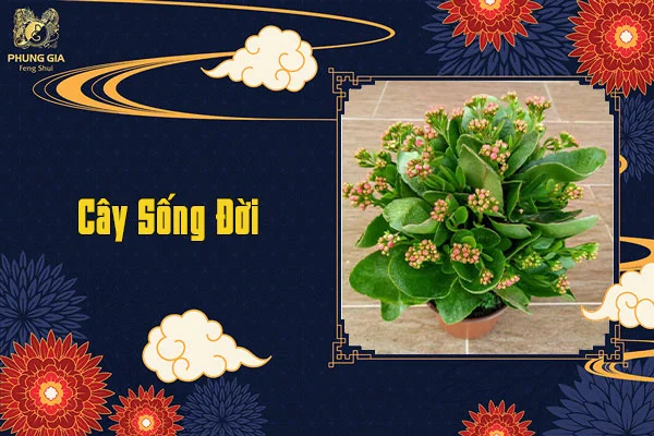 Cây Sống Đời