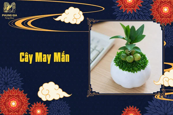 Cây May Mắn