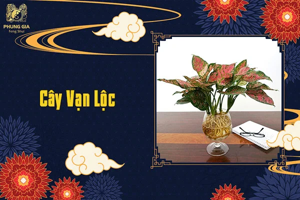 Cây Vạn Lộc