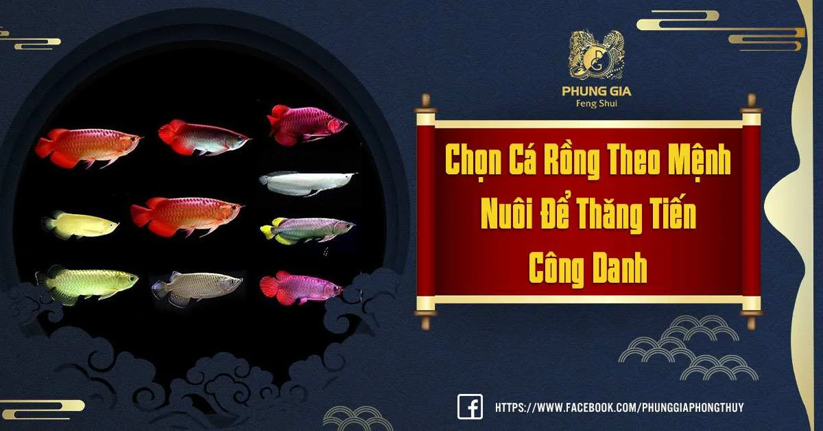 Chọn Cá Rồng Theo Mệnh Rước Hên Vào Nhà