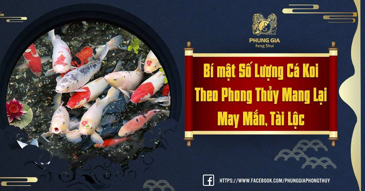 Số Lượng Cá Koi Theo Phong Thủy Rinh Tài, Rước Lộc