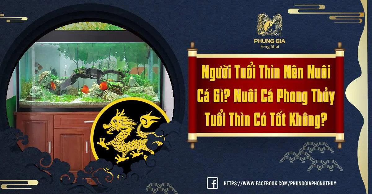 Người Tuổi Thìn Nên Nuôi Cá Gì? Nuôi Cá Phong Thủy Tuổi Thìn Tốt Như Thế Nào?