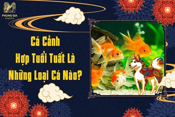 Cá Cảnh Hợp Tuổi Tuất Là Những Loại Cá Nào