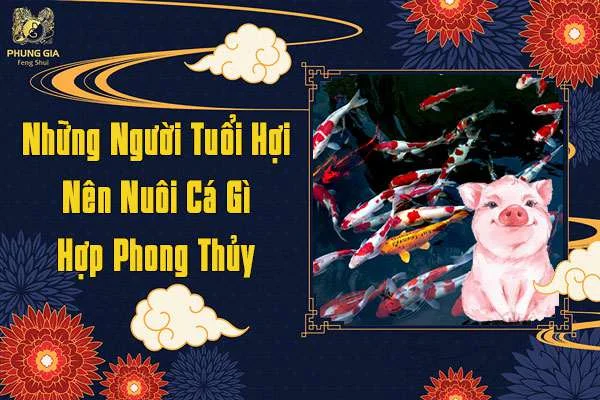 Những Người Tuổi Hợi Nên Nuôi Cá Phong Thủy Gì