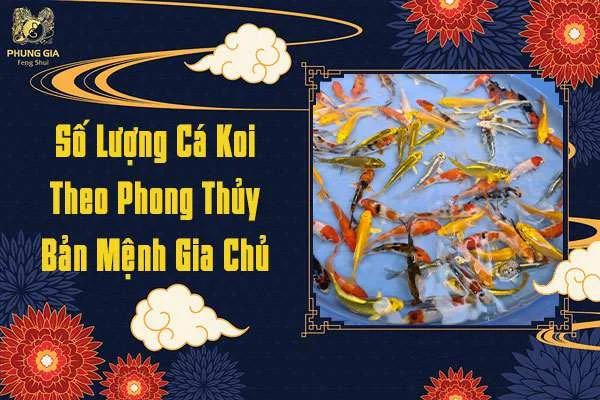 Số Lượng Cá Koi Bản Mệnh Gia Chủ