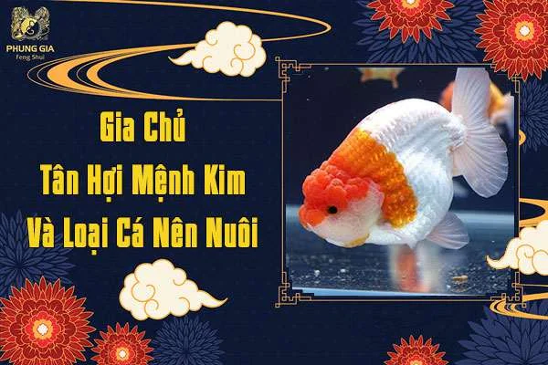 Gia Chủ Tuổi Tân Hợi Mệnh Kim Nên Nuôi Cá Gì