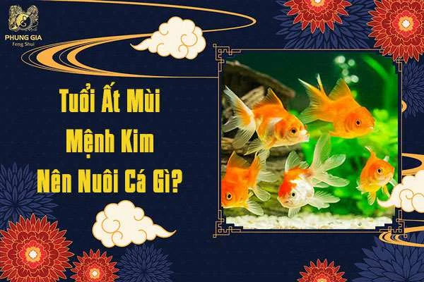 Tuổi Ất Mùi Mệnh Kim Nên Nuôi Cá Gì