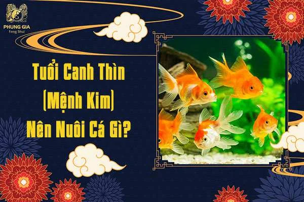 Tuổi Canh Thìn Nuôi Cá Gì