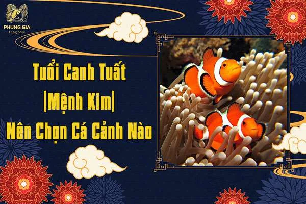 Tuổi Canh Tuất Mệnh Kim Nên Chọn Cá Gì