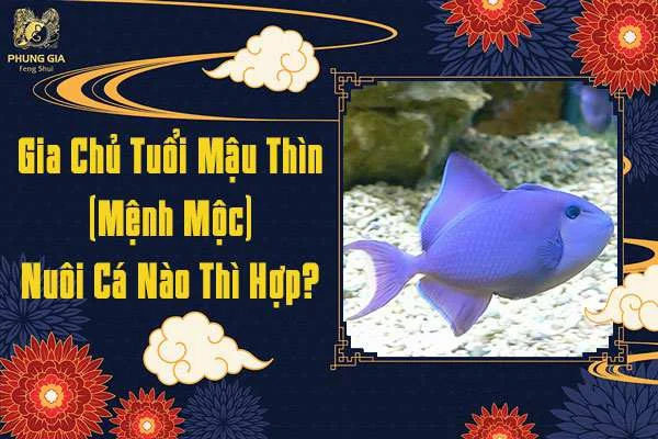 Tuổi Mậu Thìn Nuôi Cá Gì