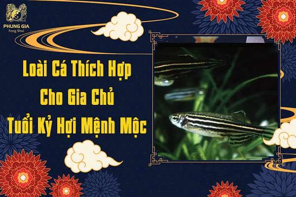 Loại Cá Thích Hợp Cho Gia Chủ Tuổi Kỷ Hợi