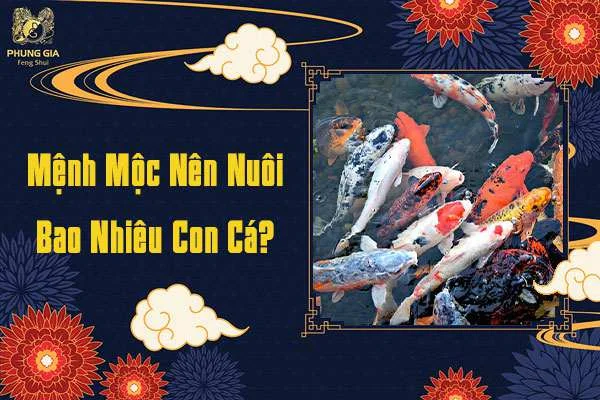 Mệnh Mộc Nuôi Cá Bao Nhiêu Con