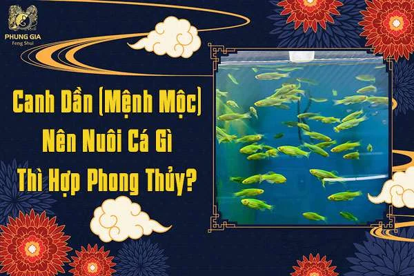Tuổi Canh Dần Mệnh Mộc Nên Nuôi Cá Gì