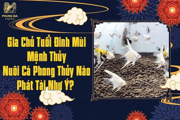 Gia Chủ Tuổi Đinh Mùi Mệnh Thủy Nuôi Cá Phong Thủy Phát Tài