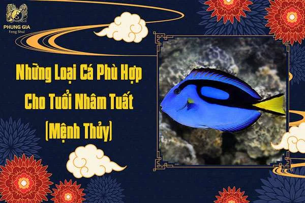 Những Loại Cá Phù Hợp Cho Người Tuổi Nhâm Tuất Mệnh Thủy