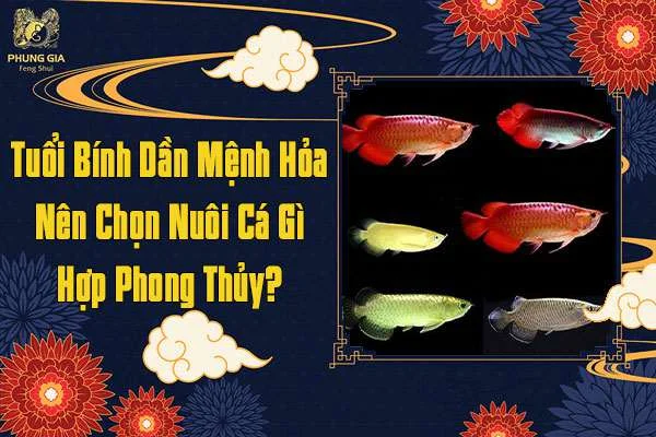 Tuổi Bính Dần Mệnh Hỏa Nên Chọn Nuôi Cá Gì
