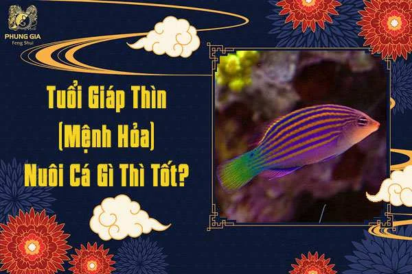 Tuổi Giáp Thìn Nuôi Cá Gì